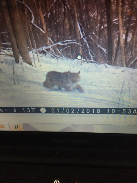 Matts-bobcat-2