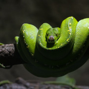 gr-ner-Python
