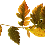 Leaves17