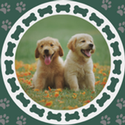 puppies