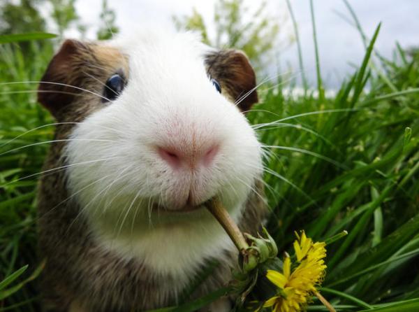 cobaya.jpg