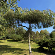 IMG-0571