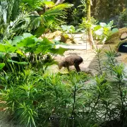 Zoo Negara15