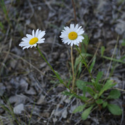 DSC5344-result