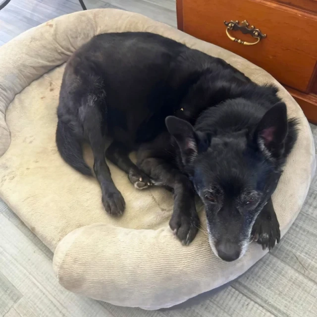 Gaby, a 9-year-old dog, after her first daycare day at Meadow Ridge Pet Lodge