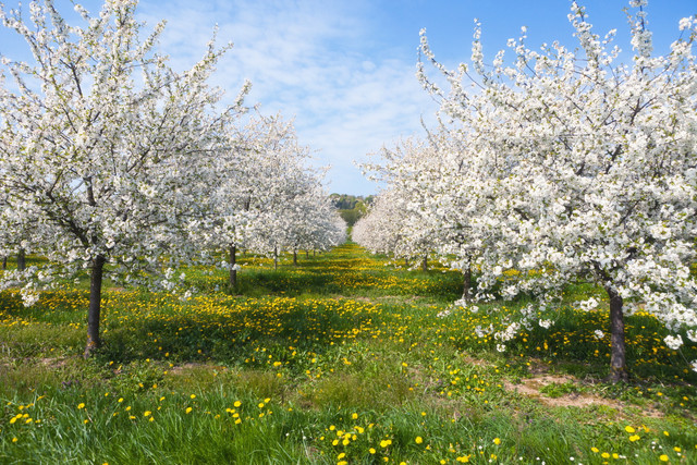 spring-034
