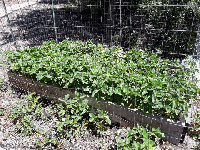 Strawberries