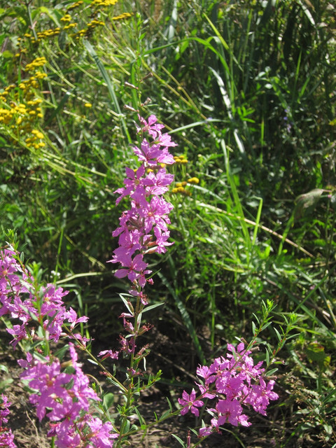 IMG 7662 2.jpg