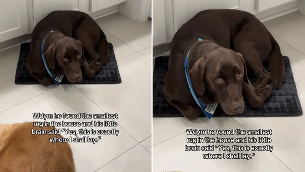 Dog's Comedic Quest for Comfort: Squeezes into Tiny Rug