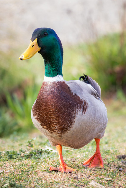 Ducks at Robinson Family Farm