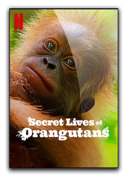 Sekretne życie orangutanów / Secret Lives of Orangutans (2024) PLDOK.720p.WEB-DL.X264-Kbuso | Lektor PL