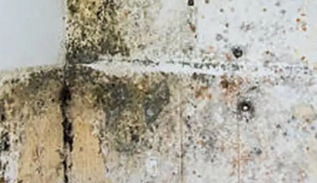 Mold Removal Toronto Mold-Removal-Toronto