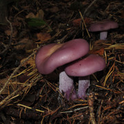 Clitocybe nuda
