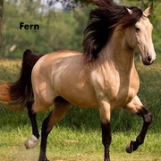 Lavender-2-Fern
