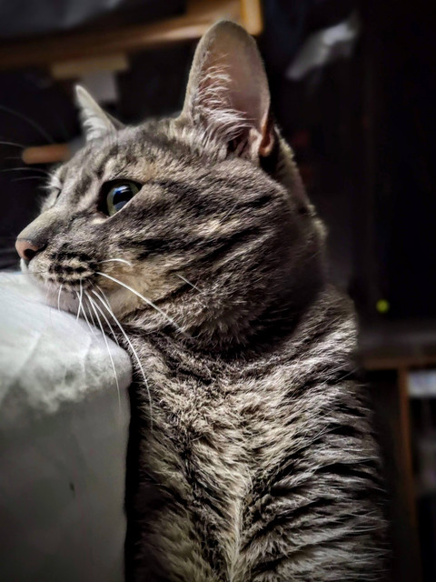 rudy