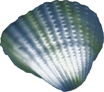 Element45.png