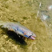 IMG-8460