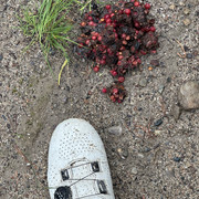 IMG 4967