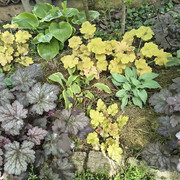 garden6