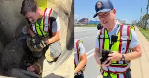 Fire Captain's Heart Melted by Rescued Kitten