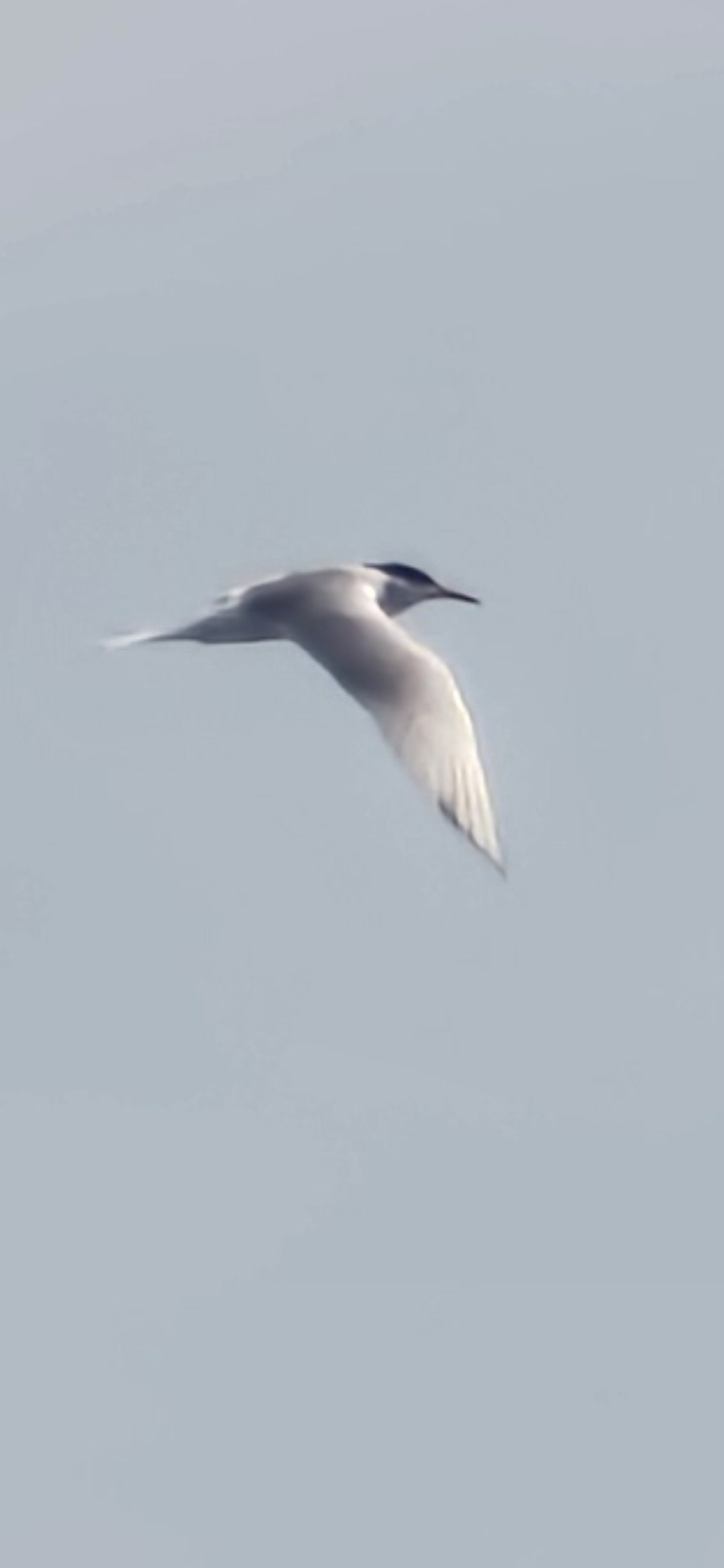 最近認識された鳥の写真