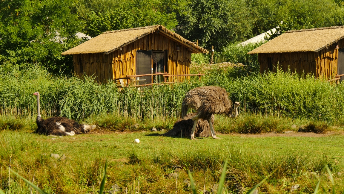 Serengeti-Park / Серенгети-Парк и кусочек Касселя