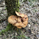 comp IMG 8453