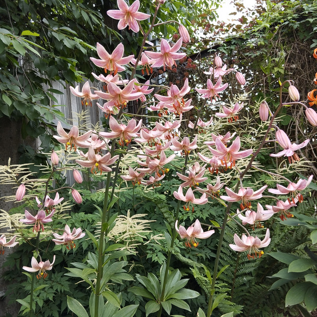 Pink Morning