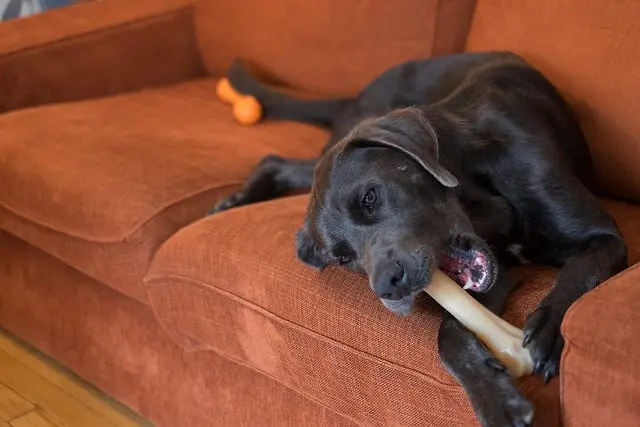 The Simple Joy of Dog Chews