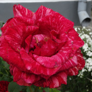 DSC06007-5