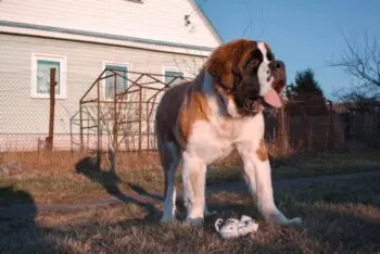 The Top 7 Activity Trackers for St. Bernards in 2026