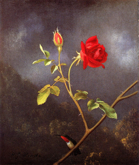 Red-Rose-with-Ruby-Throat