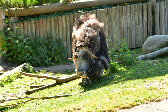 Musk oxen at Copenhagen Zoo