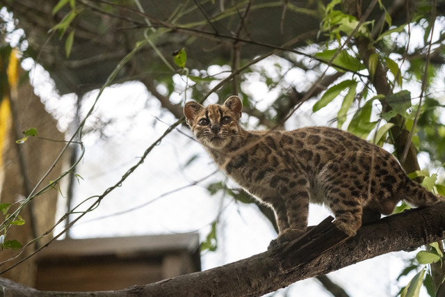 Tilcayo cat