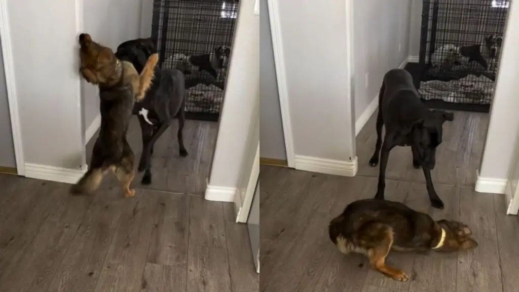 Dog Reaches Milestone After Rescue from Starvation