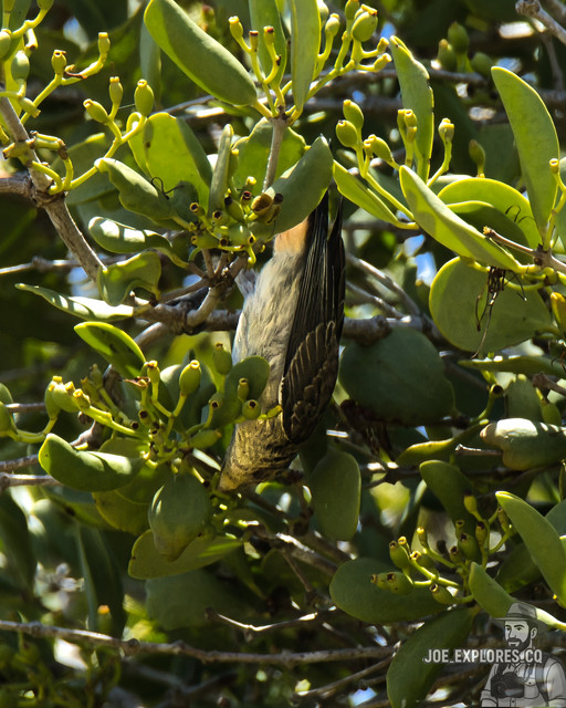 mistletoebirdinsta.jpg