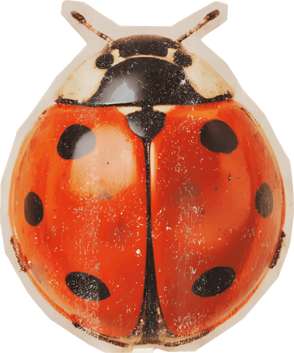 lady-bug