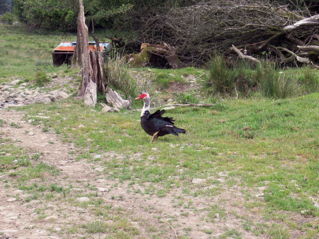 D Wye Valley Walk.jpg