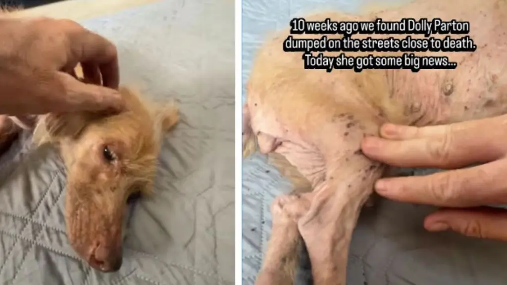 Dog Abandoned, Now Living the Good Life