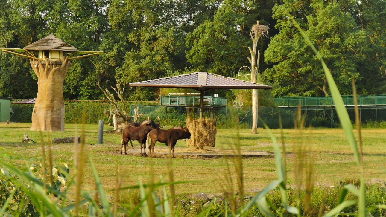 Serengeti-Park / Серенгети-Парк и кусочек Касселя