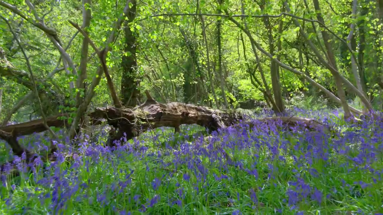 David Attenborough: A Life on Our Planet Screenshot