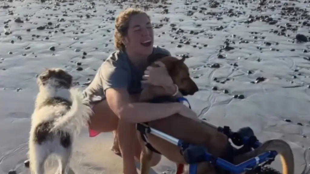 Paralyzed Rescue Dog Finds Joy in New Wheels