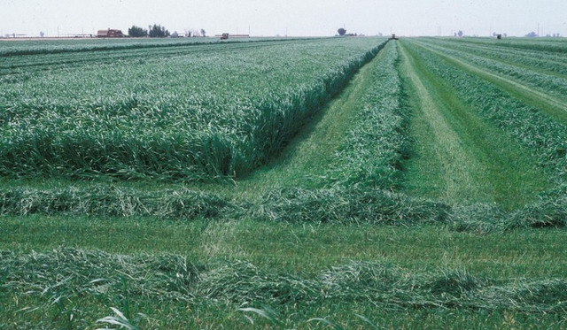 aagrass