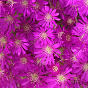 IMG-7483