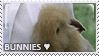 bunny