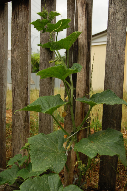 DSC 9141.jpg