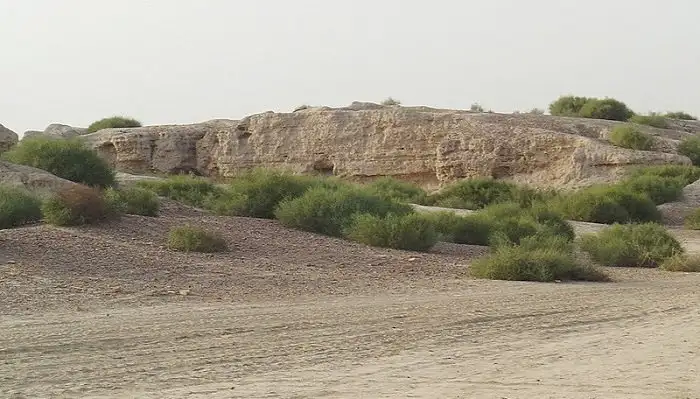 مشاريع لإعادة الغطاء النباتي إلى البادية السورية