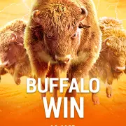 buffalo win