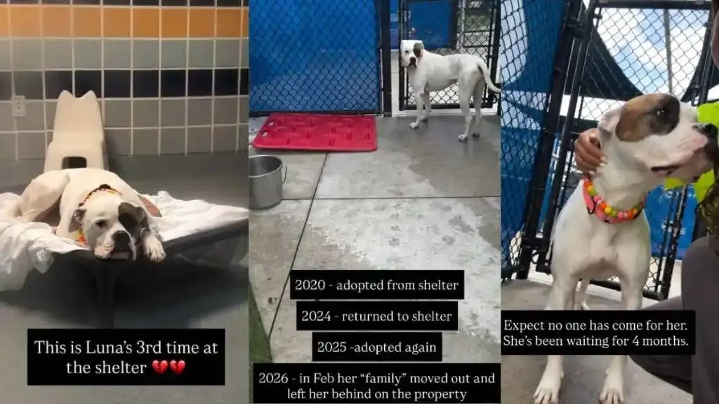 A Resilient Shelter Dog Seeks a Permanent Home After Multiple Returns