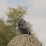 IMG_0140